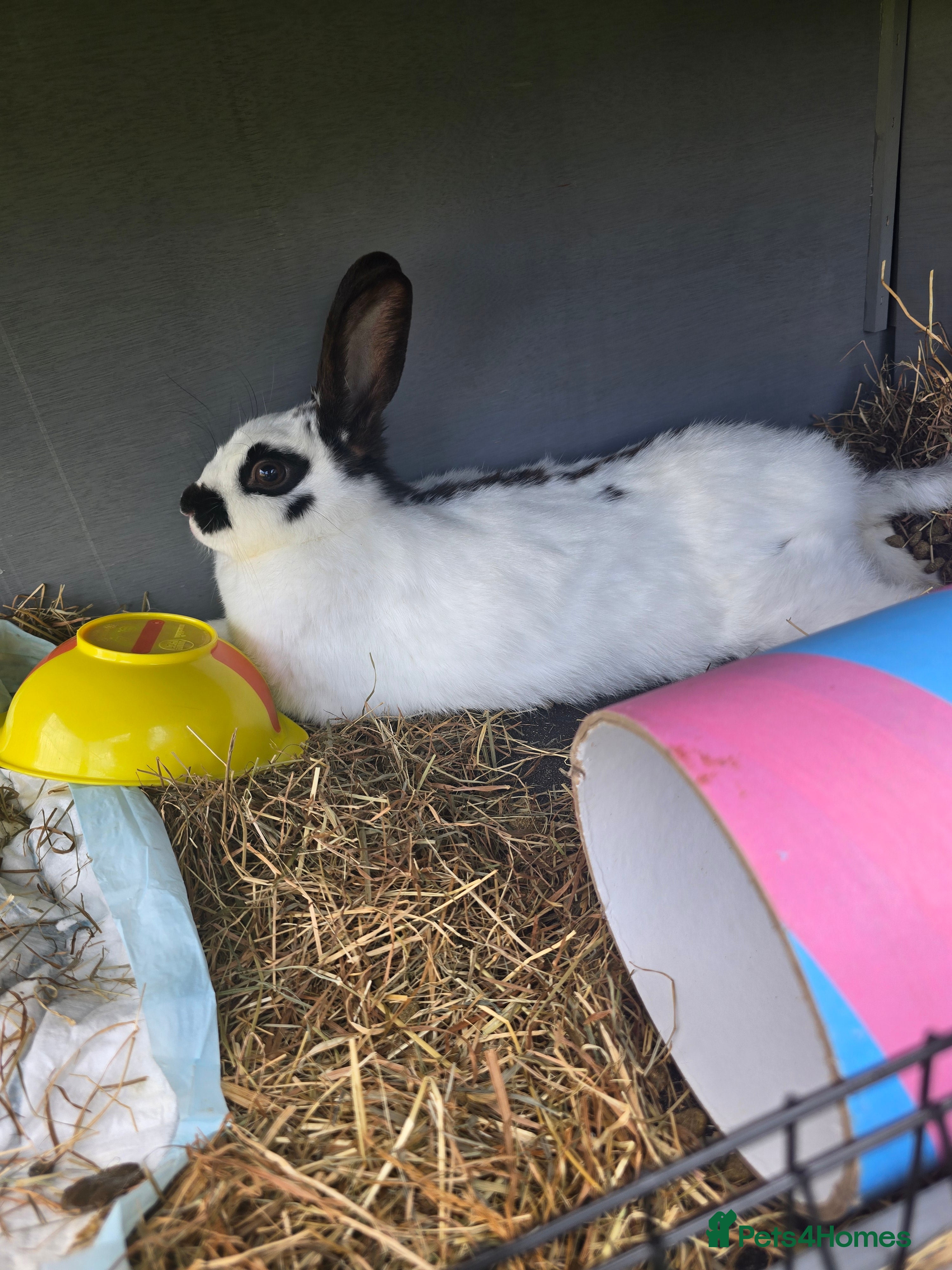 Mixed Breed rabbits Female rabbit  in Coalville - Advert 11
