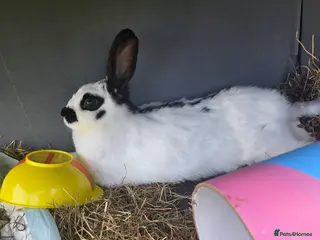 Mixed Breed rabbits Female rabbit in Coalville - Advert 2