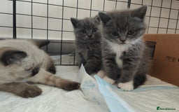 British Shorthair cats for sale: British Shorthair Kittens - Image 24