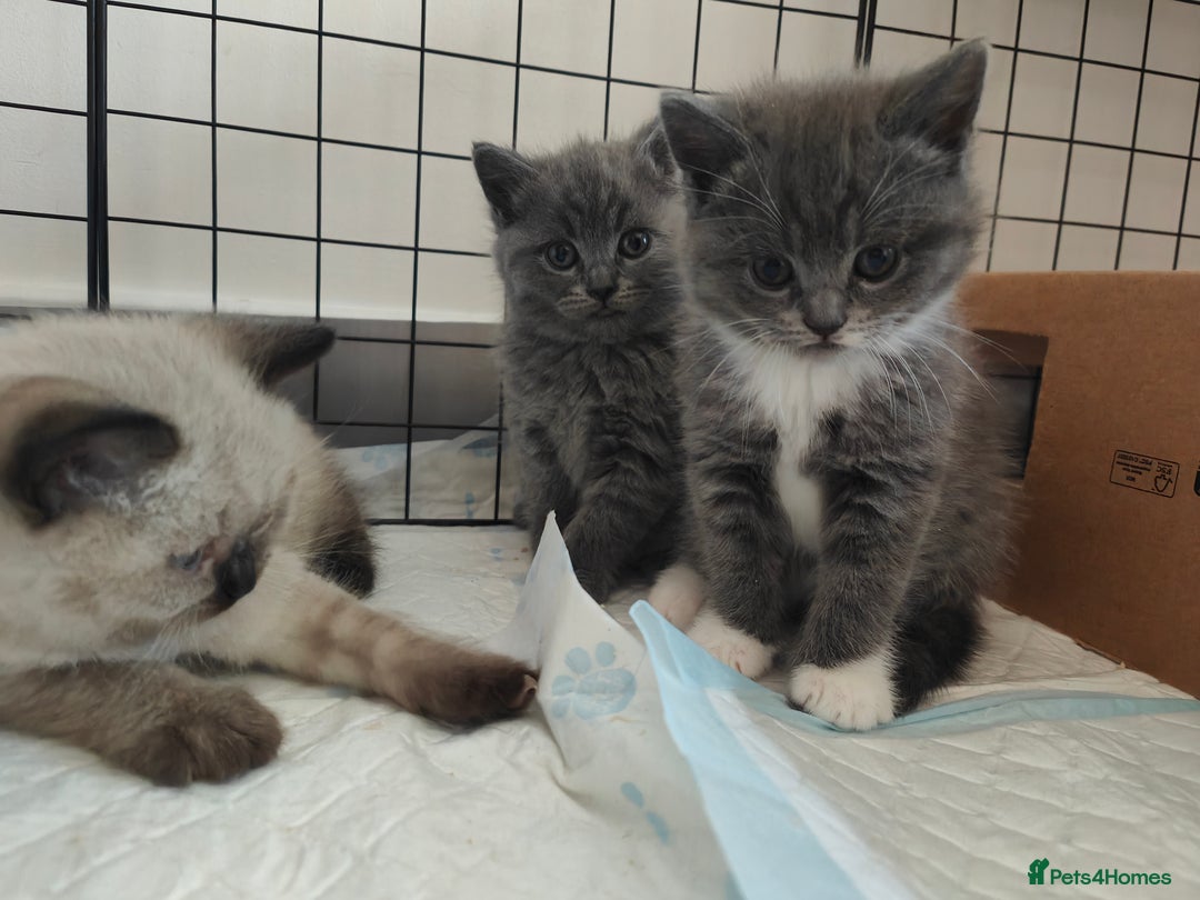 British Shorthair cats for sale: British Shorthair Kittens - Image 24