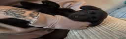 Labrador Retriever dogs for sale: Black Labrador puppies READY TO GO! - Advert 9