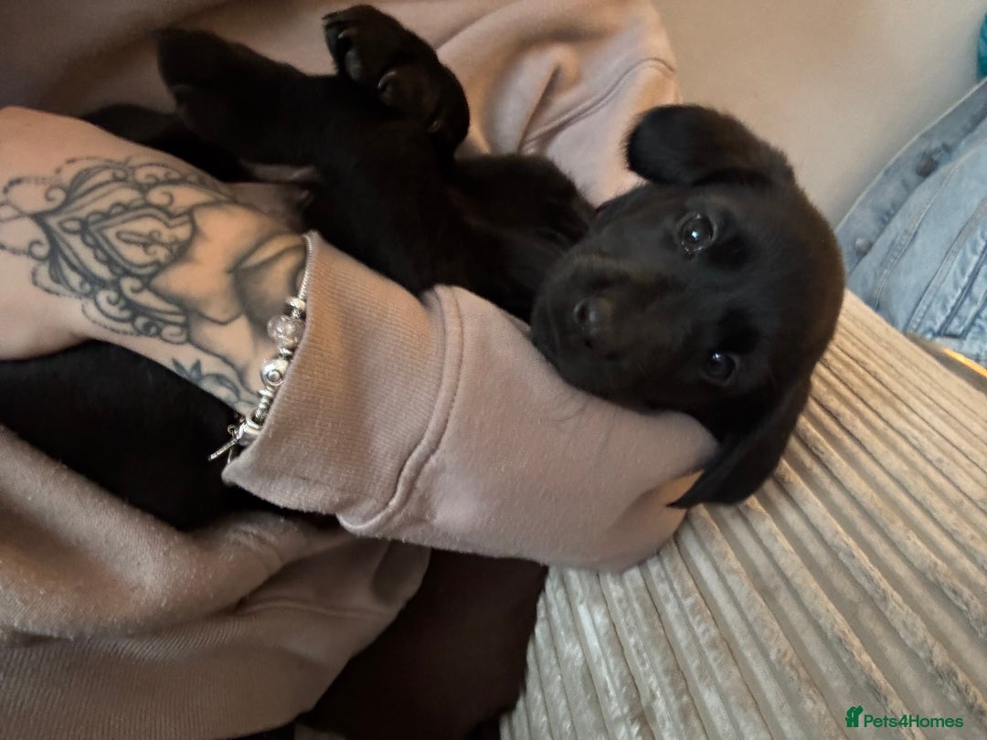 Labrador Retriever dogs for sale: Black Labrador puppies READY TO GO! - Image 9