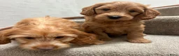 Mini Goldendoodle dogs for sale: Miniature Goldendoodle in Paisley - Advert 3
