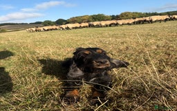 Cocker Spaniel dogs for sale: show type cocker spaniels puppies * ready now  - Image 28