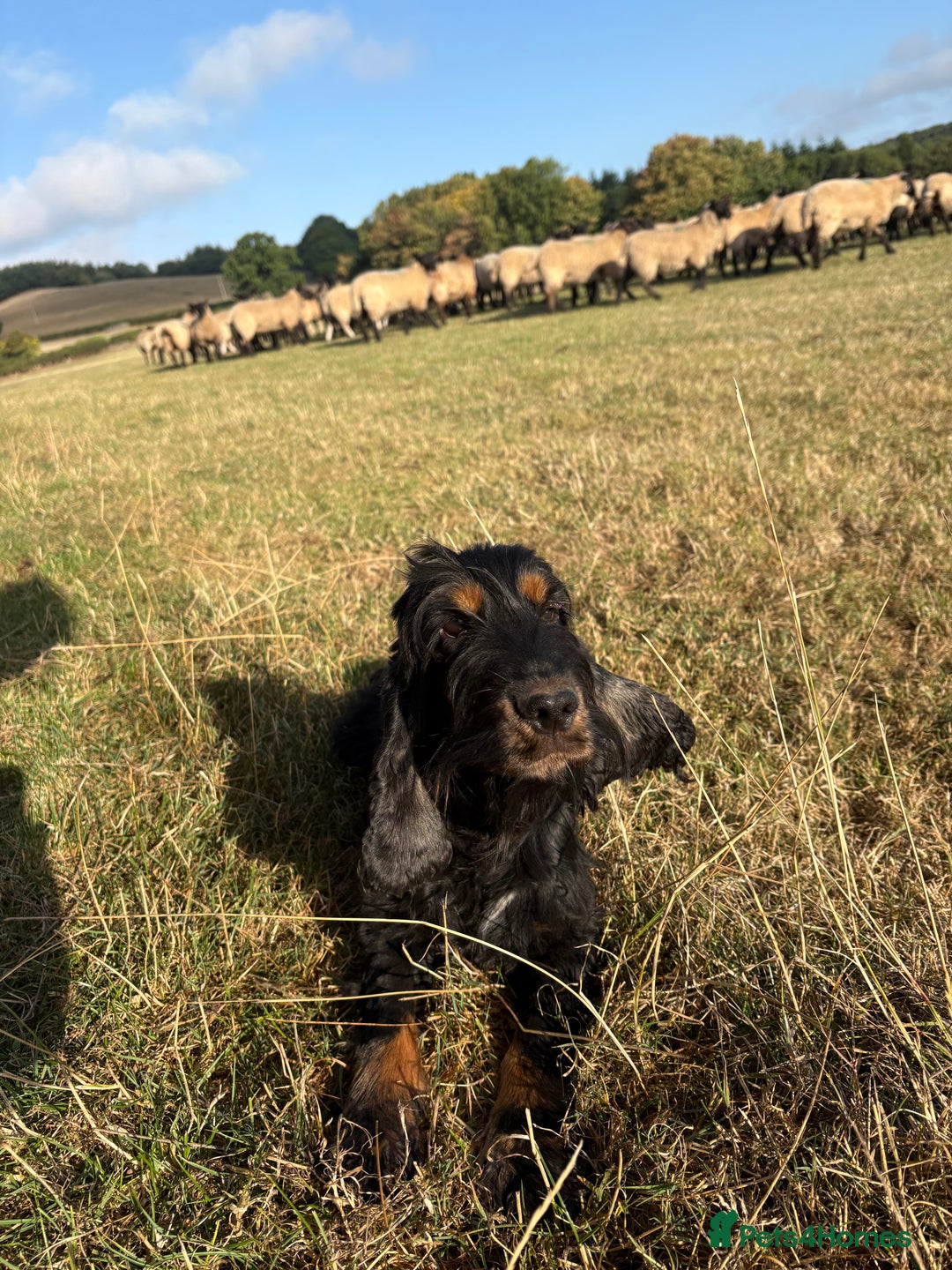 Cocker Spaniel dogs for sale: show type cocker spaniels puppies * ready now  - Image 28
