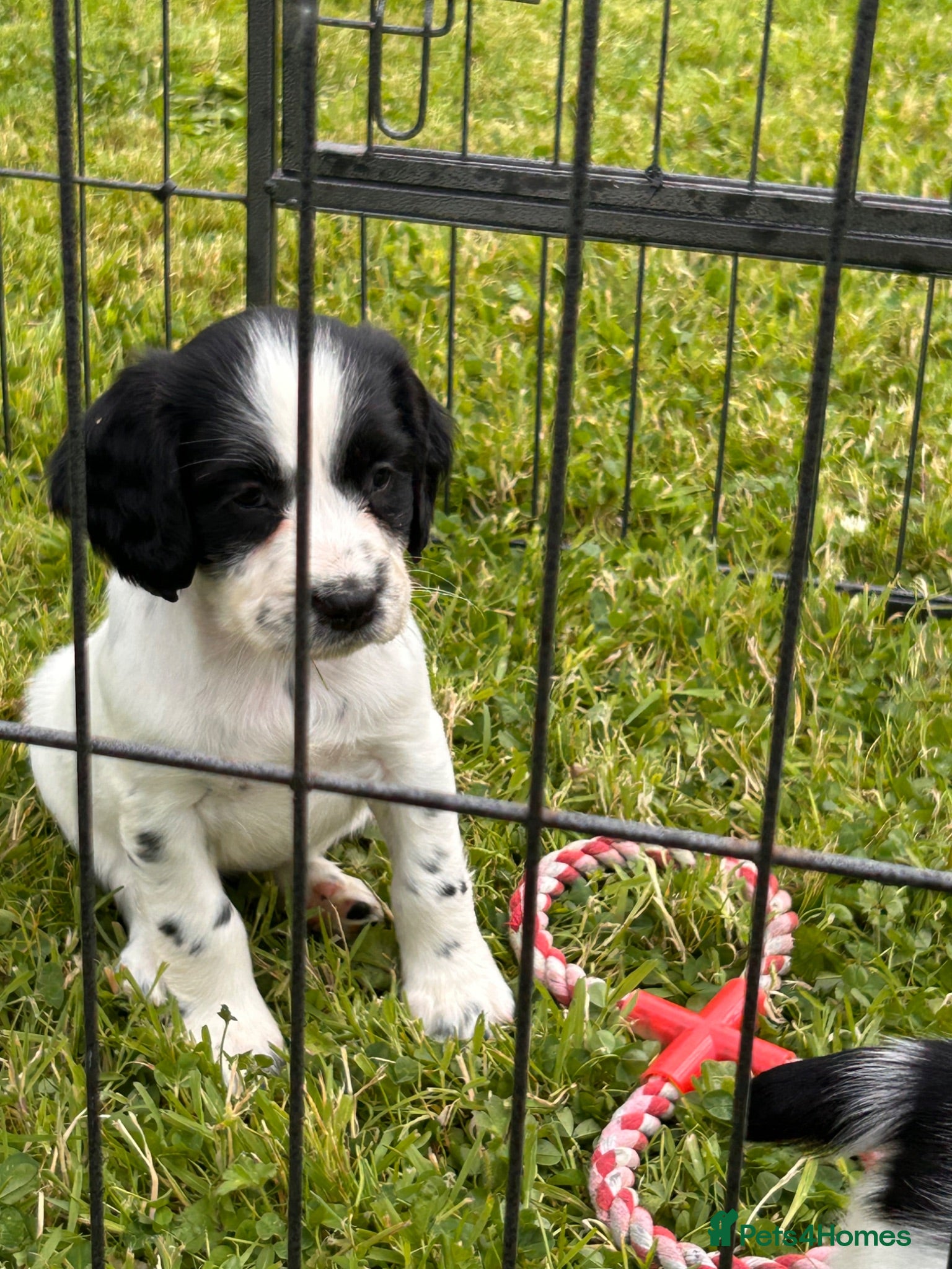 English Springer Spaniel dogs Beautiful English springer spaniel puppies  - Advert 9