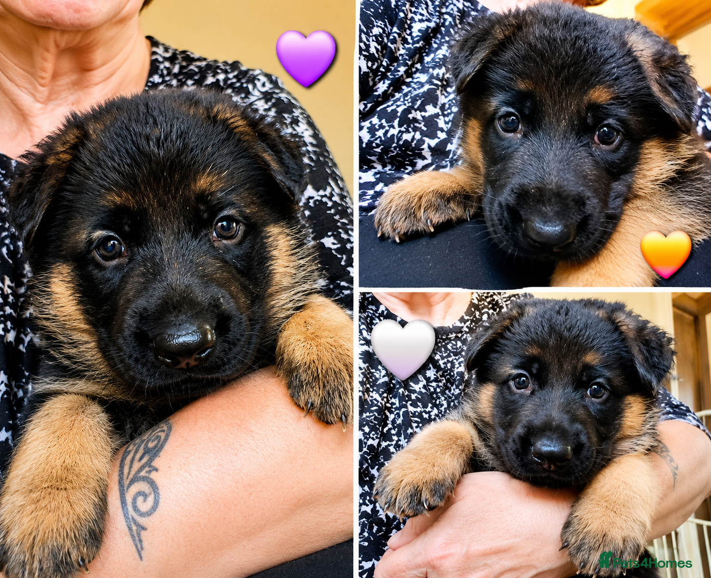 German Shepherd dogs Beautiful Chunky German Shepherd Puppies  - Advert 17