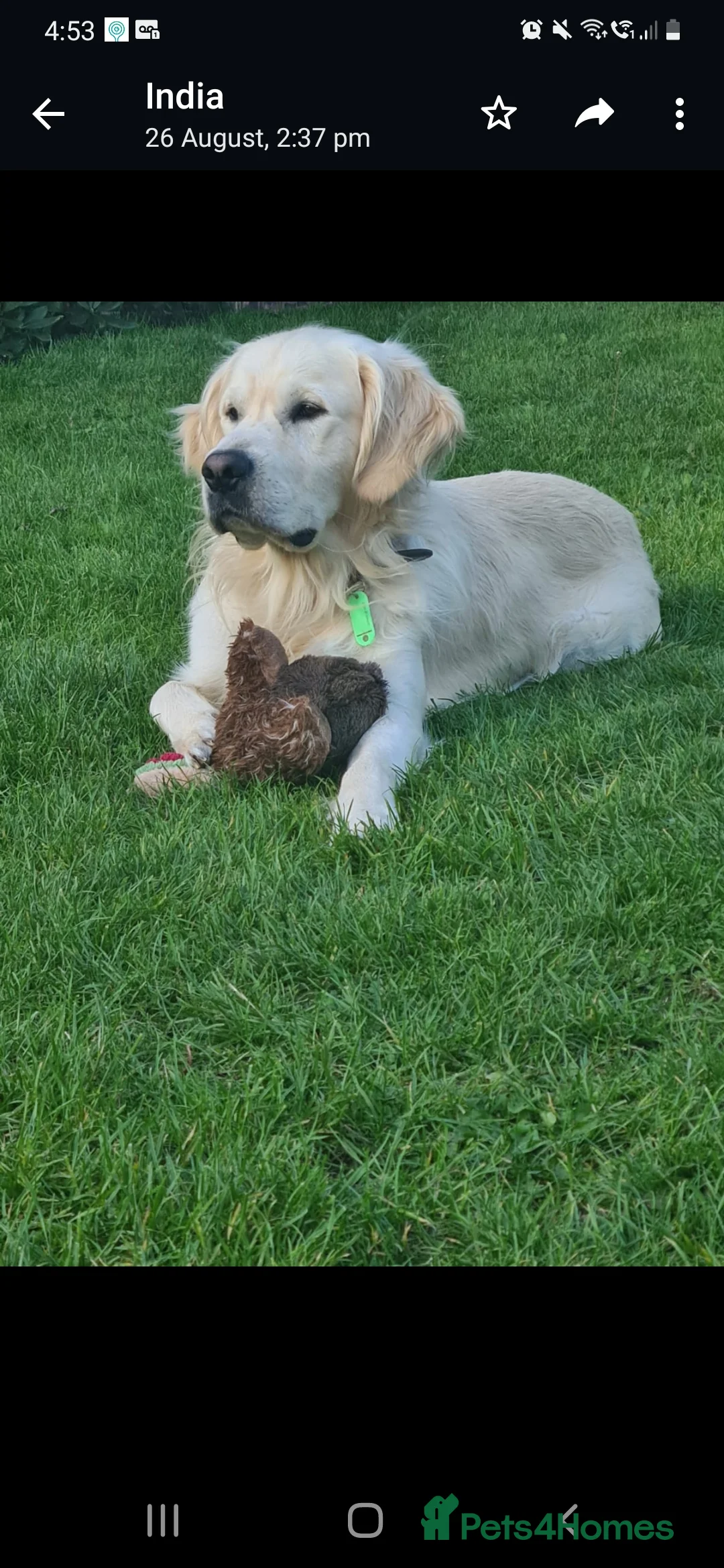 Golden Retriever dogs for stud: Available for stud - Advert 2
