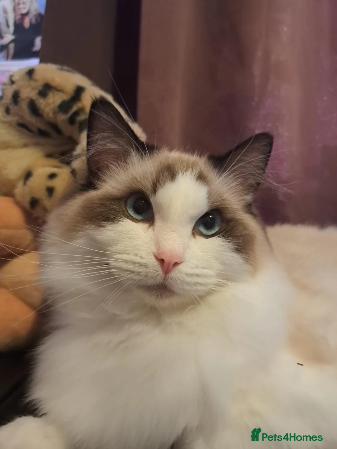 Ragdoll cats for sale: Adult Ragdolls - Advert 2