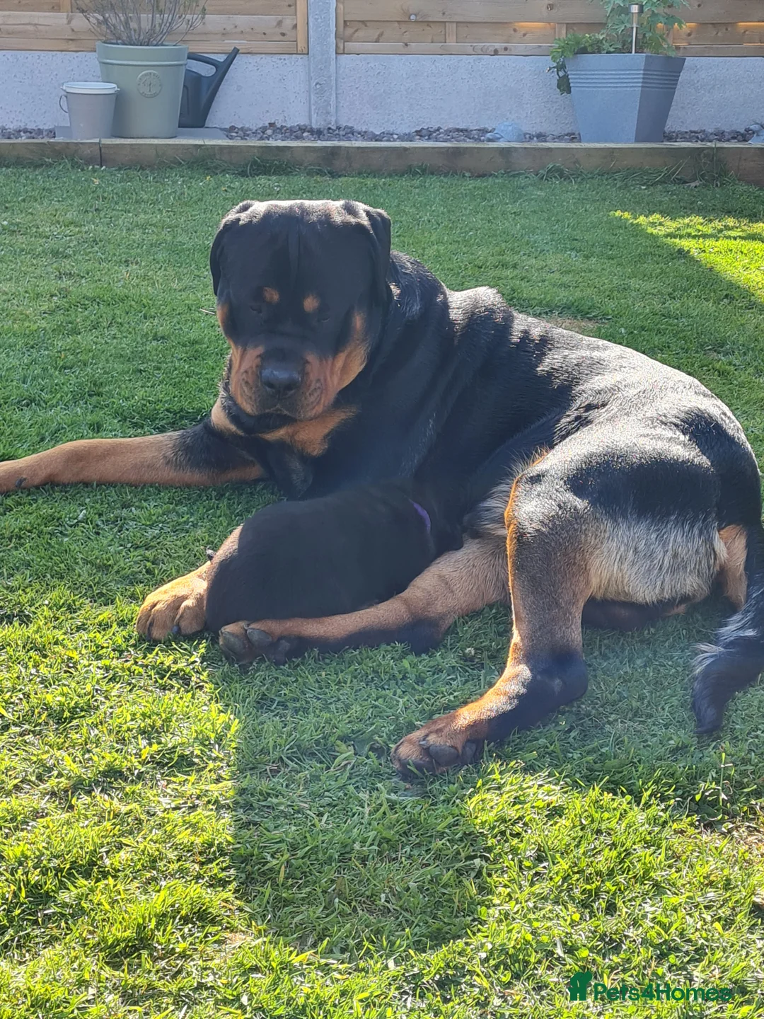 Rottweiler dogs for stud: Bruno the Rottweiler Stud Services in Wrexham - Advert 16