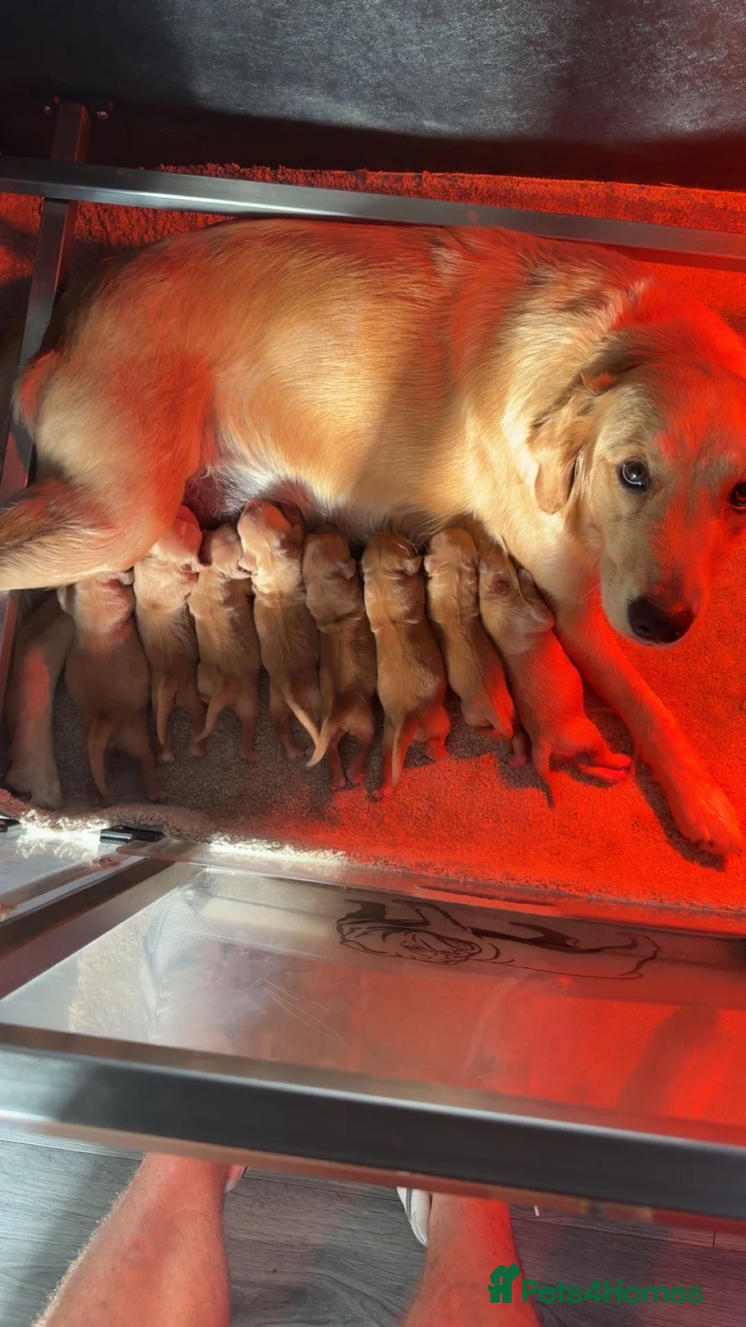 Golden Retriever dogs for sale: 8 gorgeous Golden Retriever puppies  - Advert 12