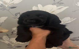 Cocker Spaniel dogs for sale: Cocker Spaniel Puppies  - Image 16