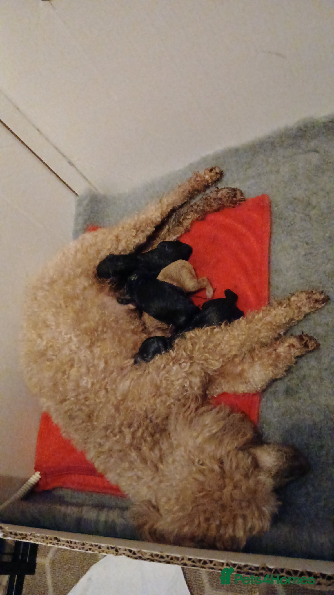 Toy Poodle dogs RKC registered Toy Poodle Pups - Advert 12