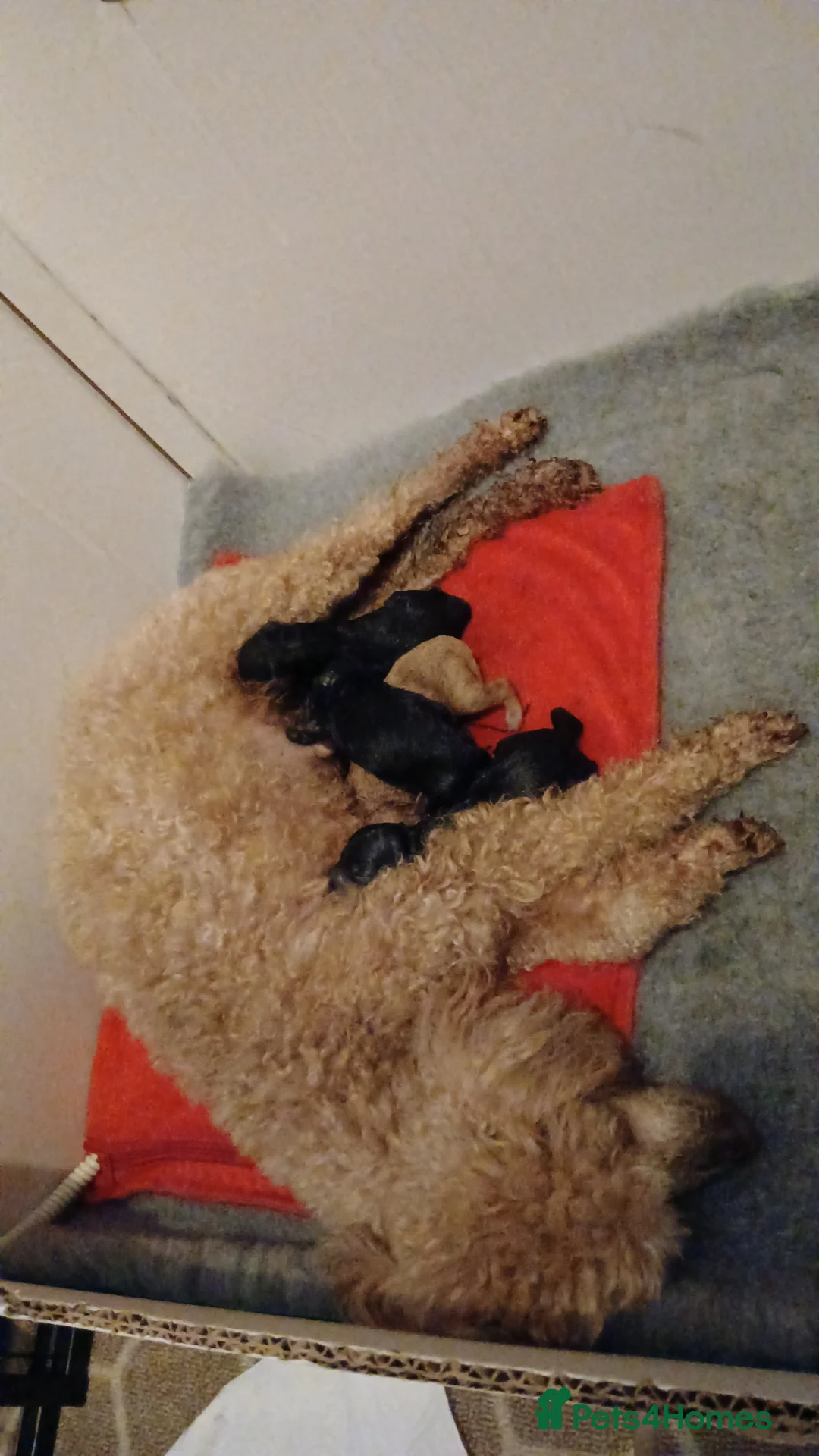 Toy Poodle dogs for sale: RKC registered Toy Poodle Pups - Advert 1