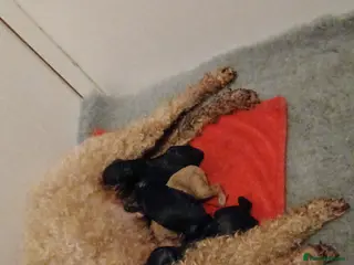 Toy Poodle dogs RKC registered Toy Poodle Pups - Advert 12