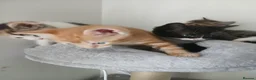 Mixed Breed cats for sale: 5 beautiful kittens for sale - Advert 25