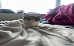 Mixed Breed cats for sale: Short Haired Tabby Female - Image 5