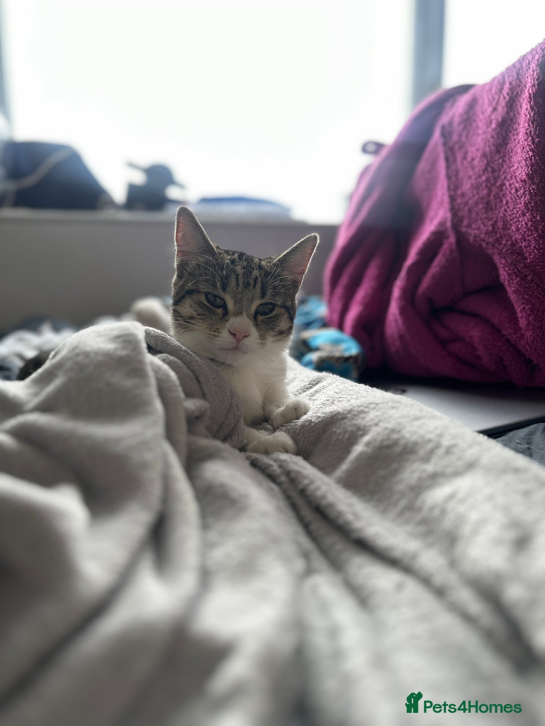 Mixed Breed cats for sale: Short Haired Tabby Female - Image 5