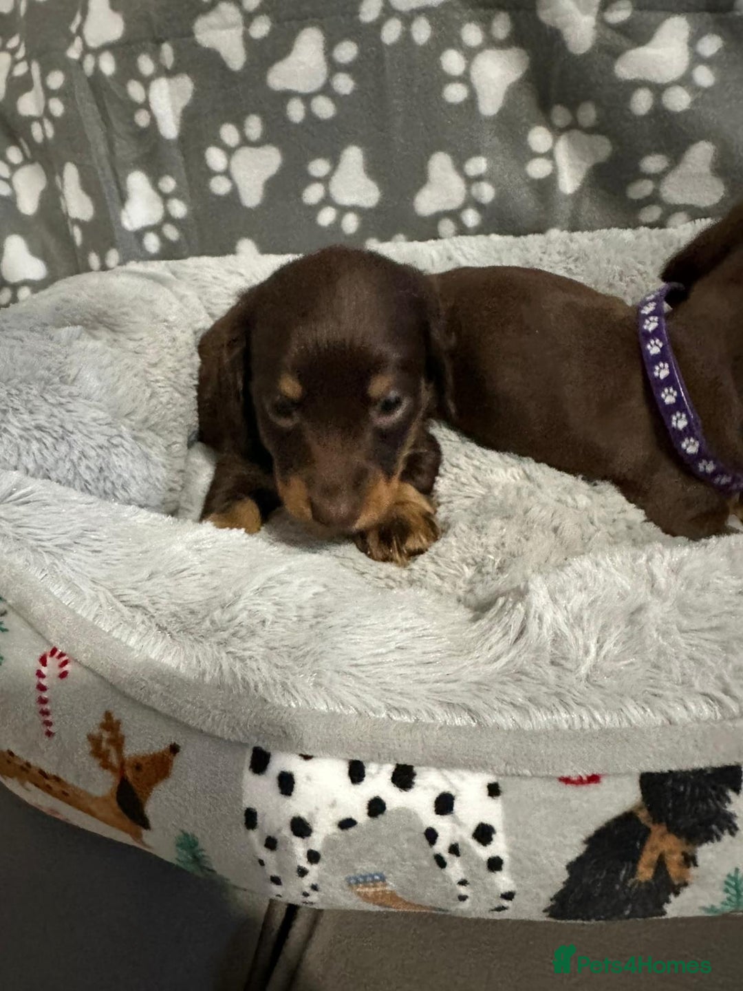 Miniature Dachshund dogs for sale: Miniature dachshunds  - Advert 10