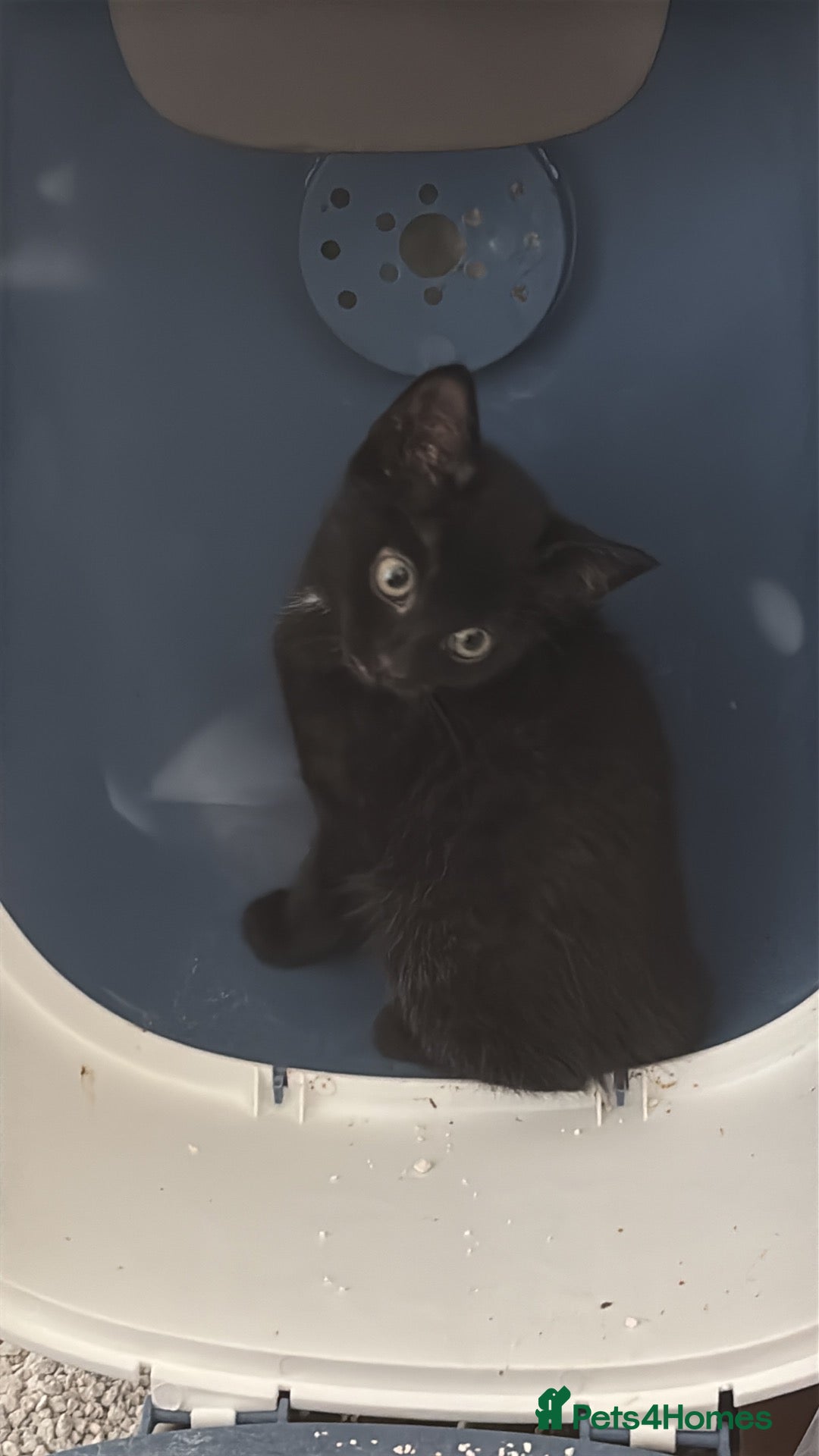 Domestic Shorthair cats for sale: 2 male kits  - Advert 7