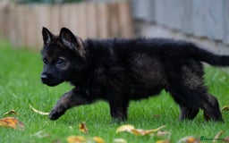 German Shepherd dogs for sale: Czech German Shepherd Male puppy - Image 4