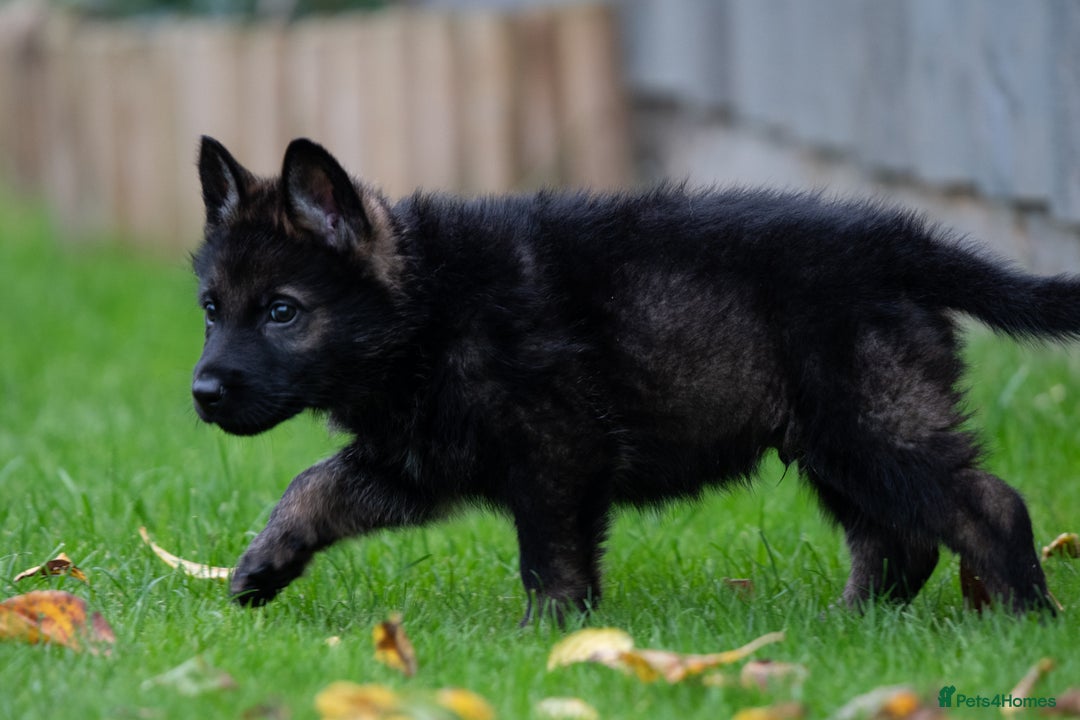 German Shepherd dogs for sale: Czech German Shepherd Male puppy - Image 4