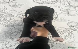 Mixed Breed dogs for sale: Mastiff X Cane Corso Puppies - Image 2