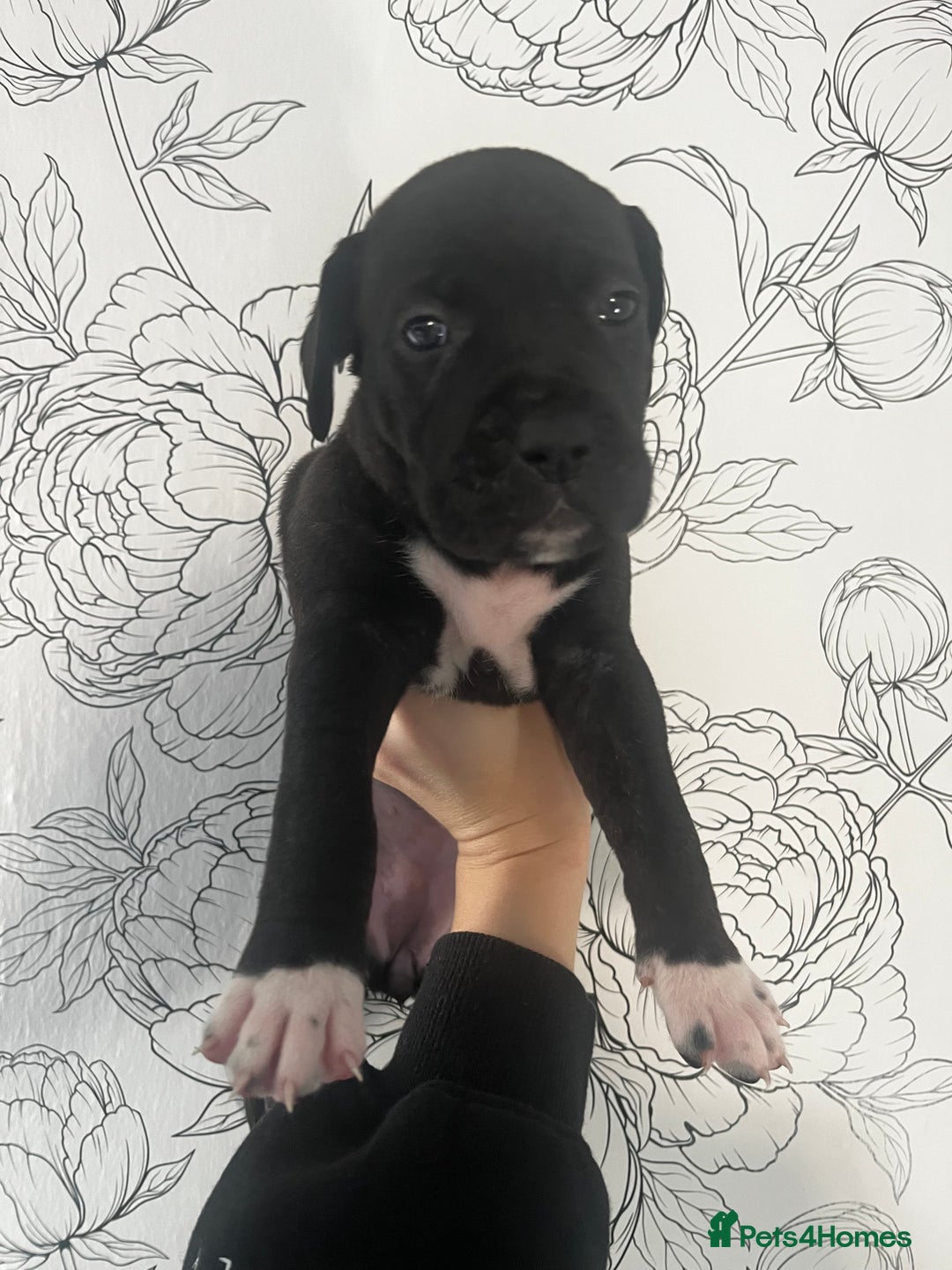 Mixed Breed dogs for sale: Mastiff X Cane Corso Puppies - Image 2