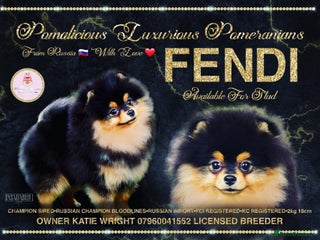 Pomeranian dogs in Grays - Advert 7