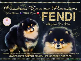Pomeranian dogs STUNNING FENDI OPEN AT STUD 🏆CHAMPION SIRED🏆 in Grays - Advert 12