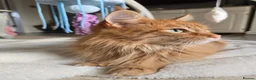 Maine Coon cats for sale: Red Maine Coon  in Etchingham - Advert 2