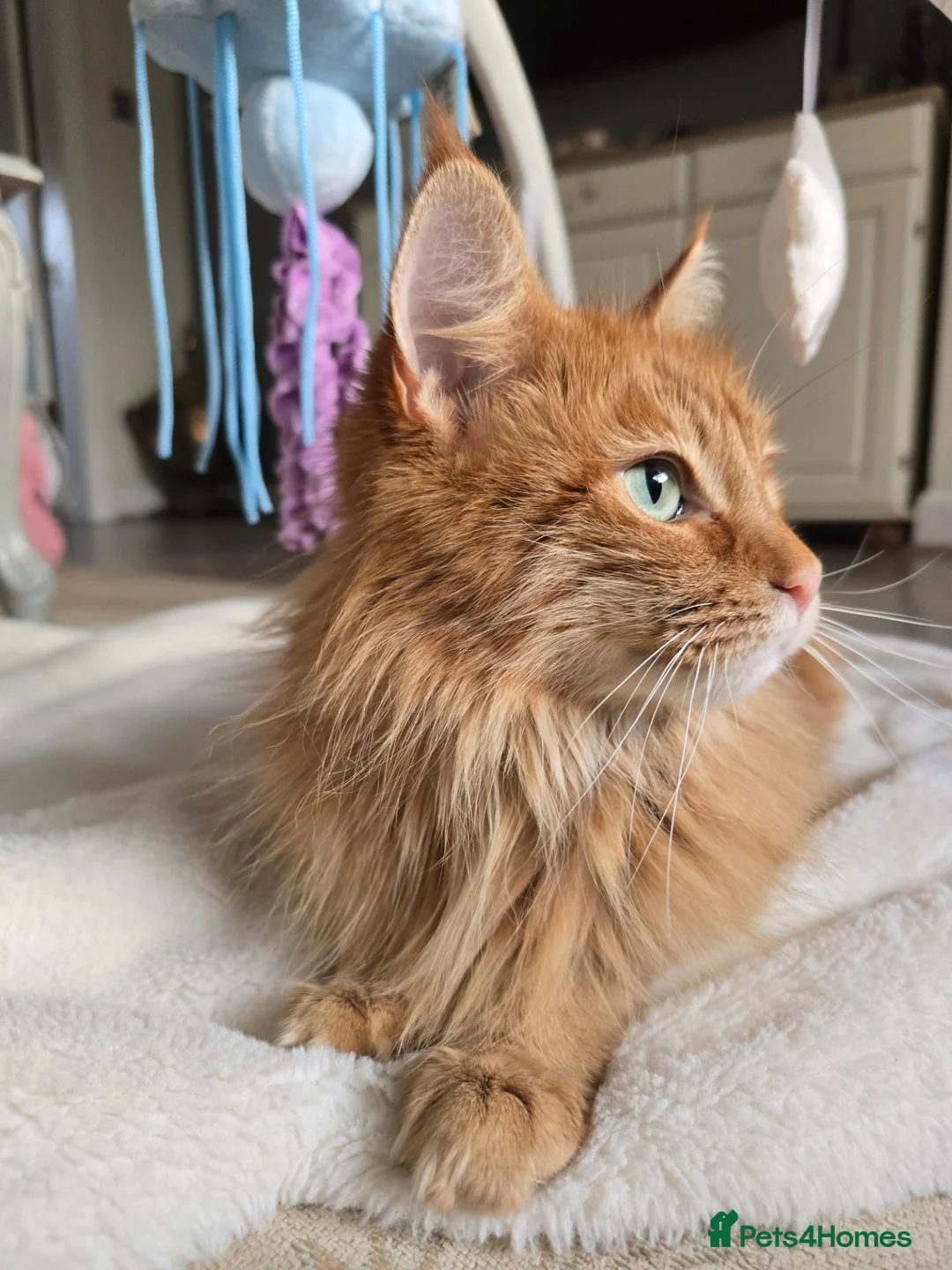 Maine Coon cats for sale: Red Maine Coon  in Etchingham - Advert 2