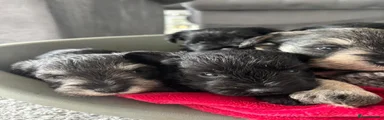 Miniature Schnauzer 6