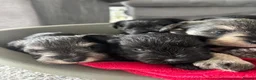 Miniature Schnauzer dogs for sale: Miniature schnauzers in Newark - Advert 27
