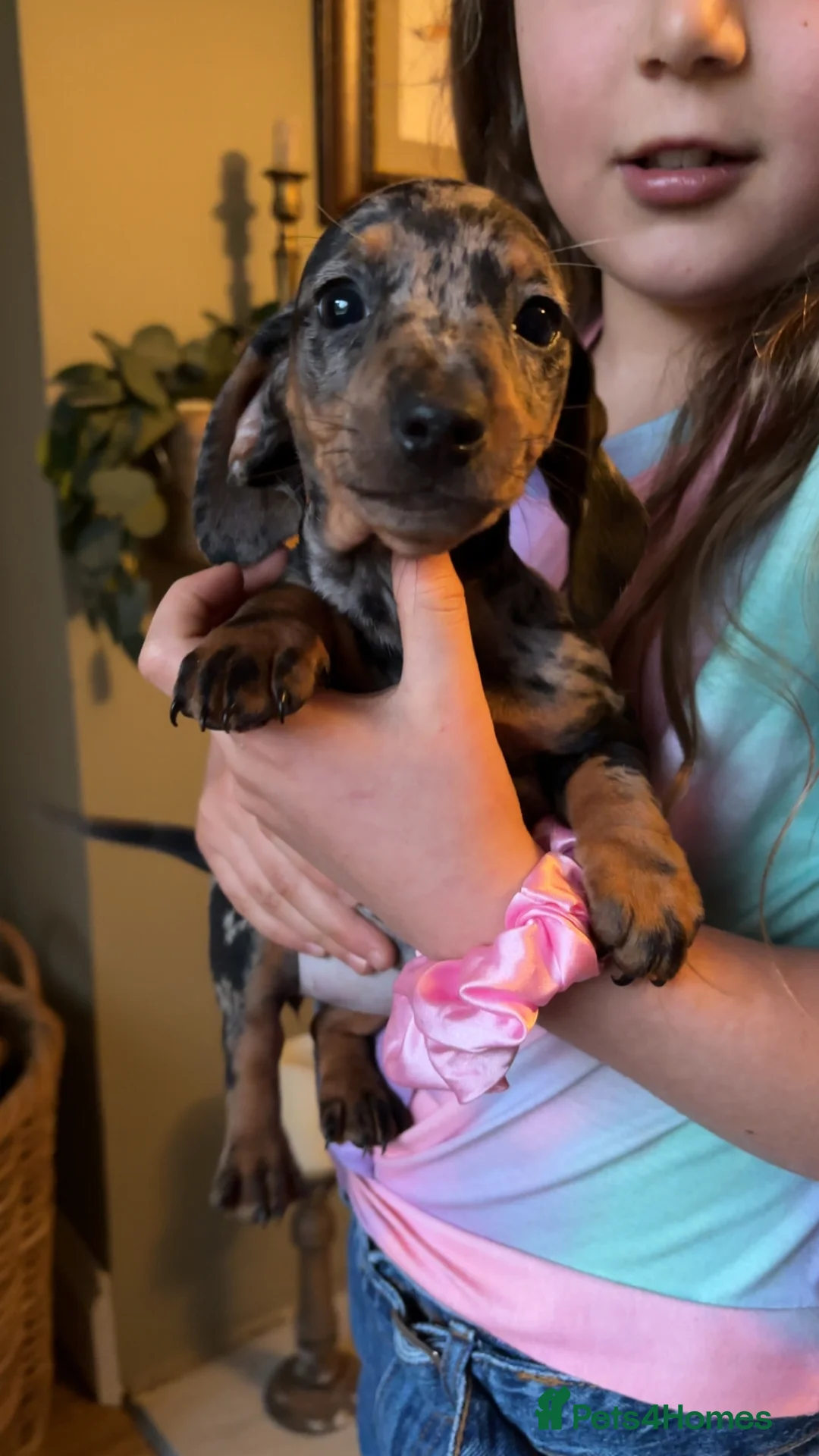 Miniature Dachshund dogs for sale: Beautiful miniature dachshunds  - Advert 1
