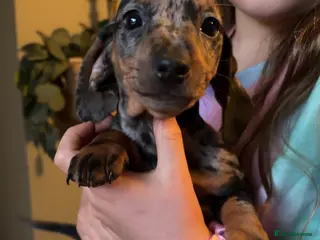 Miniature Dachshund dogs Beautiful miniature dachshunds - Advert 6