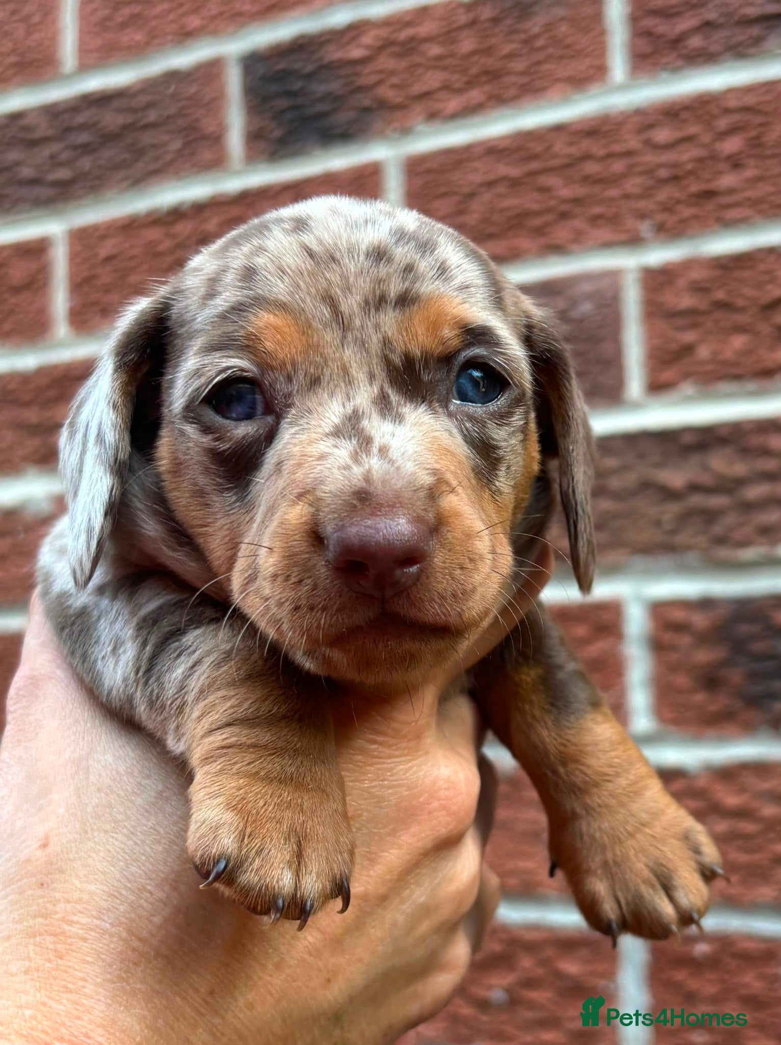 Dachshund dogs Female miniature Dachshund  - Advert 2