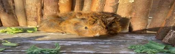 Guinea Pig rodents for sale: Abyssinian/ long-haired babies - Advert 9