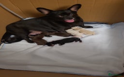 Chihuahua dogs for sale: Chihuahua puppies for sale - Image 10