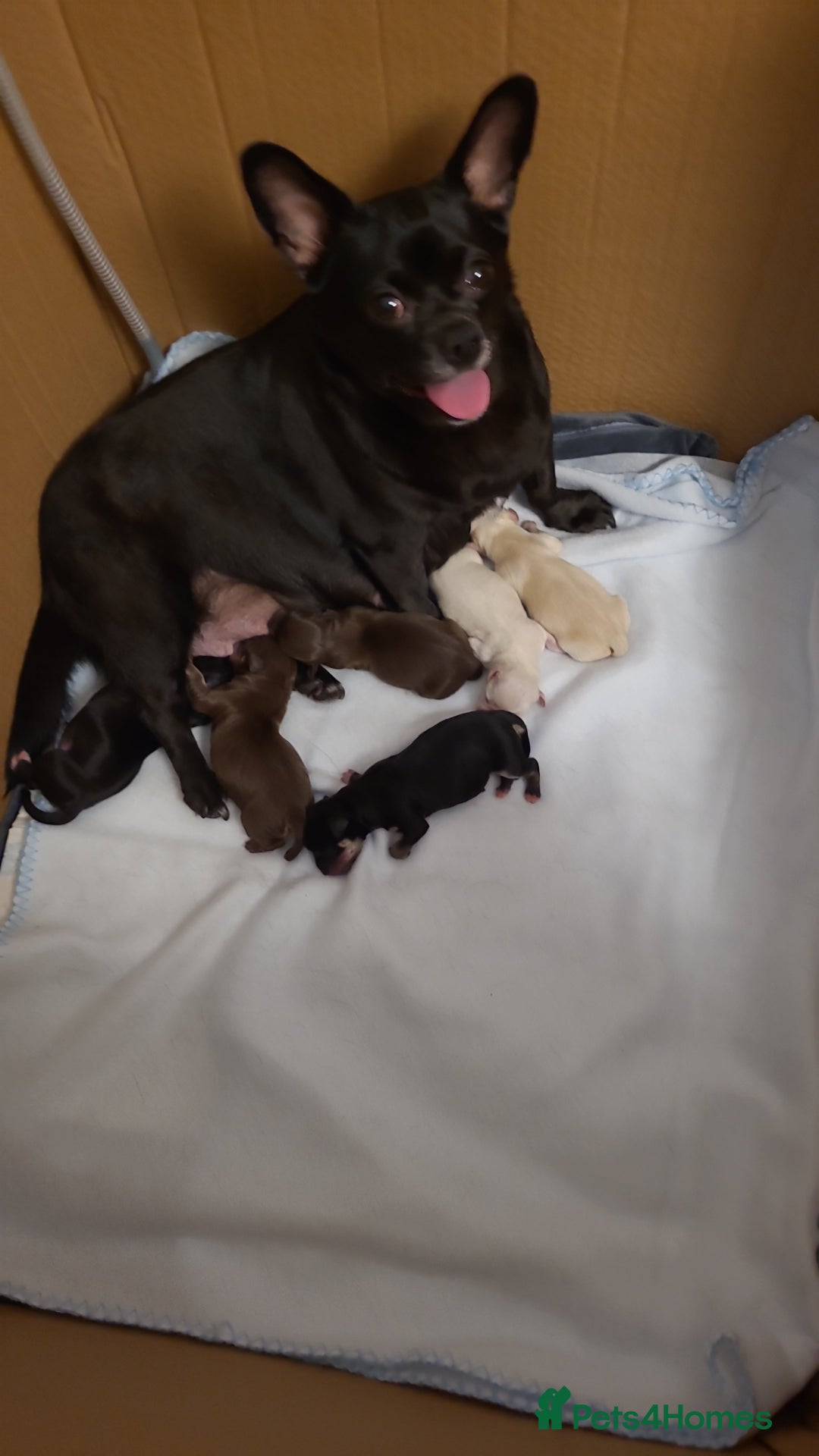 Chihuahua dogs for sale: Chihuahua puppies for sale - Image 10