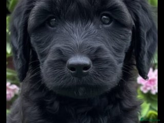 Cockapoo dogs F1 Cockapoo pups for sale - Advert 7