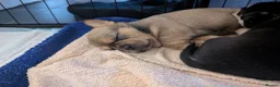 Mixed Breed dogs for sale: Shih Chi X chihuahua Frenchie - Advert 4