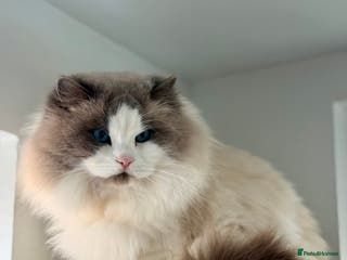 Ragdoll cats GCCF and TICA registered stud in Feltham - Advert 4
