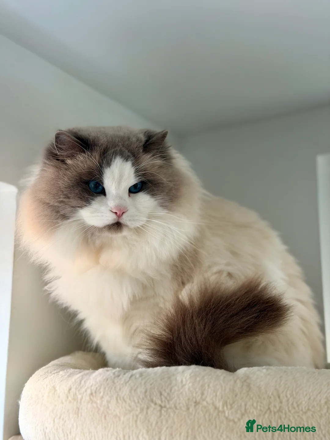 Ragdoll cats for stud: GCCF and TICA registered stud in Feltham - Advert 1