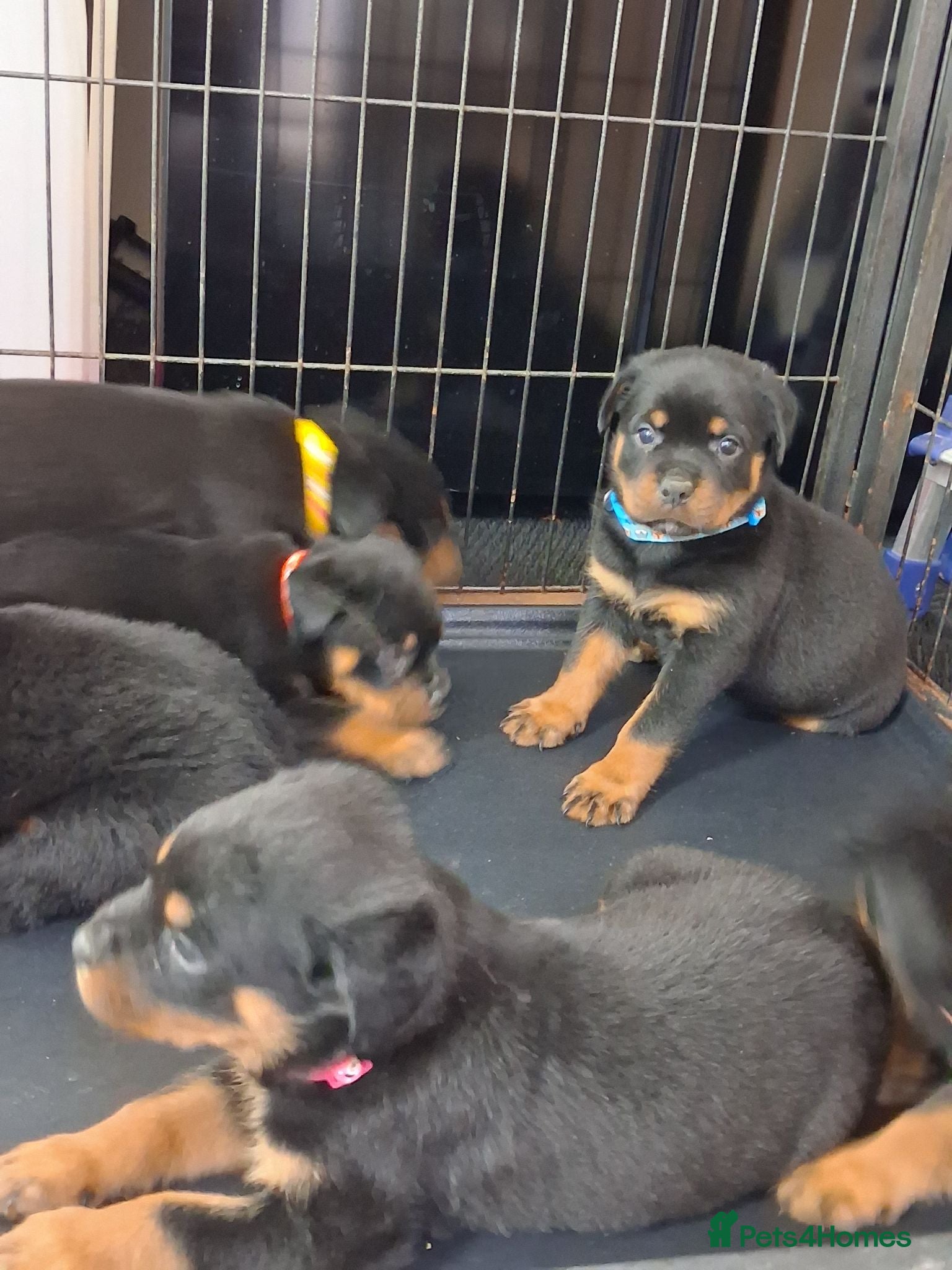 Rottweiler dogs Rottwiler puppies - Advert 1