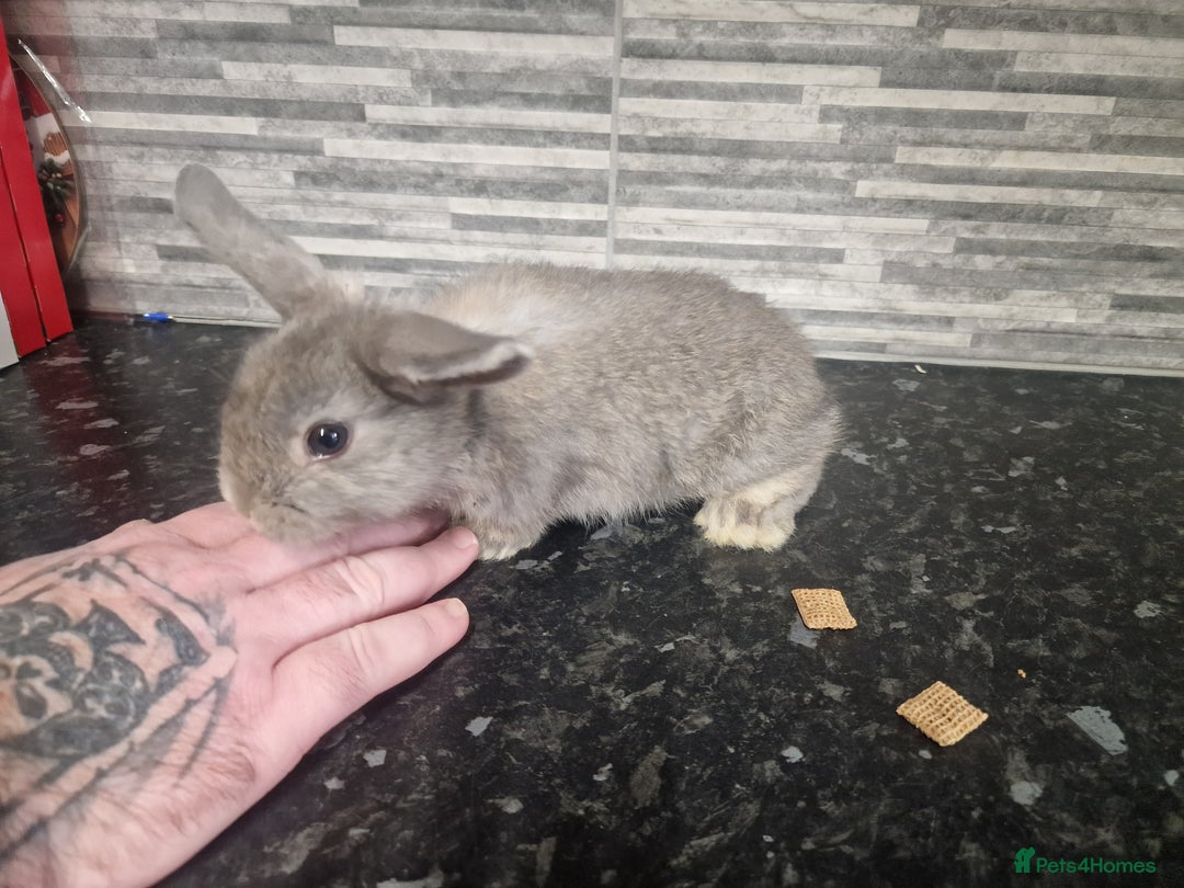 Mini Lion Lop rabbits for sale: Lion lops - Advert 2
