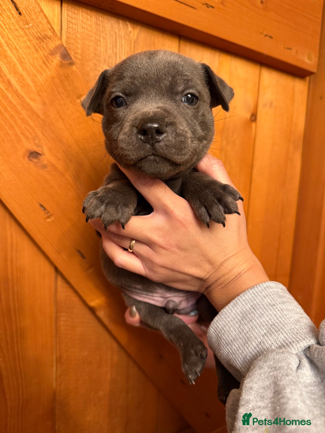 Staffordshire Bull Terrier dogs for sale: KC Registered/Health Tested Blue SBT Puppies - Advert 9