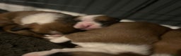 Boxer dogs for sale: Boxer babies - Advert 32