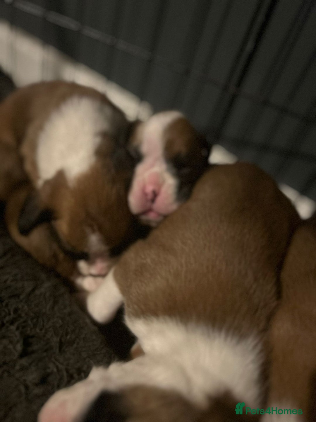 Boxer dogs for sale: Boxer babies - Advert 32
