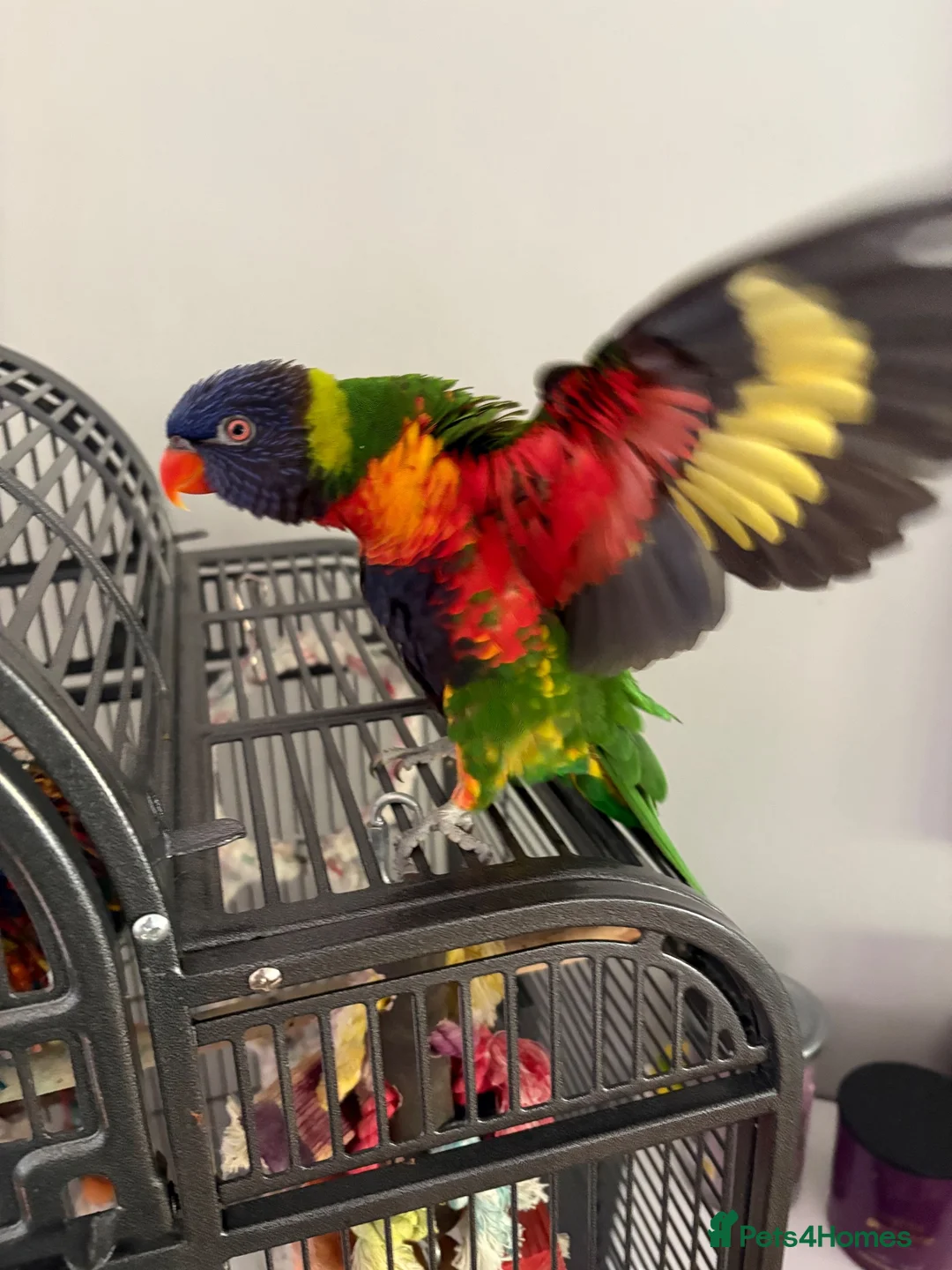Lorikeets birds for sale: Rainbow Lorikeet in Nottingham - Advert 2